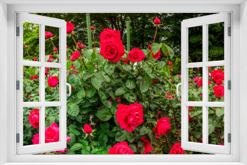 Fototapeta Naklejka Na Ścianę Okno 3D - バラ園の薔薇　マリアカラス　フランス