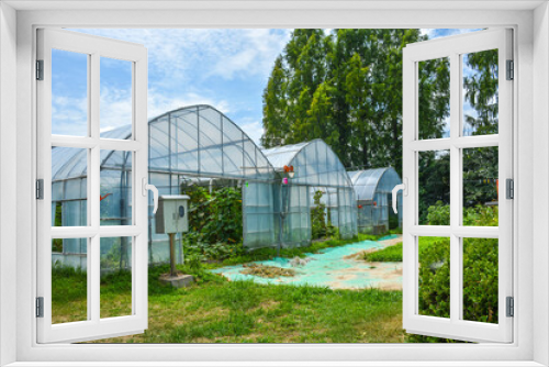 Fototapeta Naklejka Na Ścianę Okno 3D - Greenhouse on green grass in rural area with fresh air