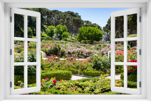 Fototapeta Naklejka Na Ścianę Okno 3D - Flowers. Photography full of flowers of different colors in the park of the rose garden of the Parque del Oeste in Madrid. Background full of colorful flowers. Spring print. In Spain. Europe. Photo.	
