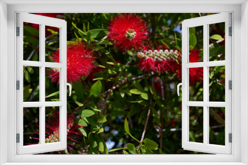 Fototapeta Naklejka Na Ścianę Okno 3D - Die Myrtenheiden - eine Pflanzengattung in der Familie der Myrtengewächse