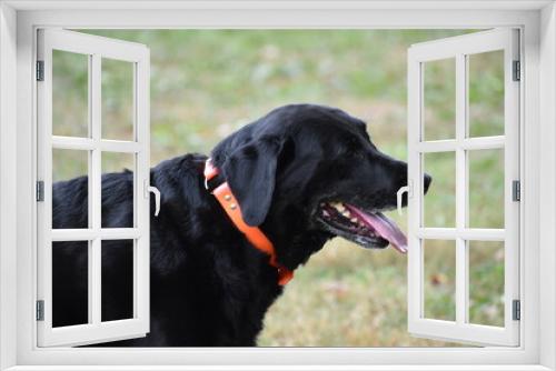 Fototapeta Naklejka Na Ścianę Okno 3D - Black Lab