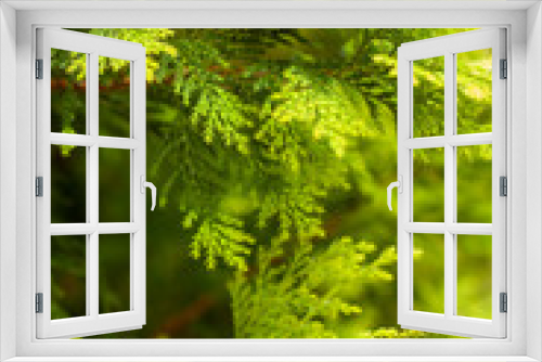 Fototapeta Naklejka Na Ścianę Okno 3D - Cypress Tree, Spartanburg, SC