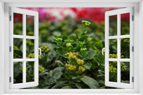 Fototapeta Naklejka Na Ścianę Okno 3D - Multicolor Garden Primula Flowers, closeup view. Multicolored flowers. Greenhouse
