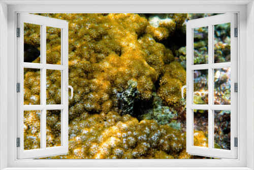 Fototapeta Naklejka Na Ścianę Okno 3D - Underwater photo of small octopus swimming in tropical exotic bay among corals with crystal clear sea. Common reef octopus camouflaged among algae and soft corals. Snorkeling or scuba diving