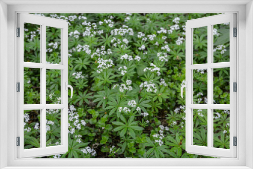 Fototapeta Naklejka Na Ścianę Okno 3D - Woodruff - galium odoratum, blooming herbs .