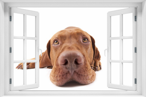 Fototapeta Naklejka Na Ścianę Okno 3D - dog head extreme closeup