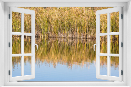 Fototapeta Naklejka Na Ścianę Okno 3D - Closeup of green yellow common reed reflecting on rippled lake with sky reflections