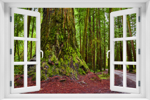 Fototapeta Naklejka Na Ścianę Okno 3D - Ancient forest of giant Redwood trees next to gravel road