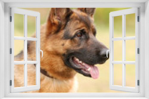Fototapeta Naklejka Na Ścianę Okno 3D - Germa Shephard dog