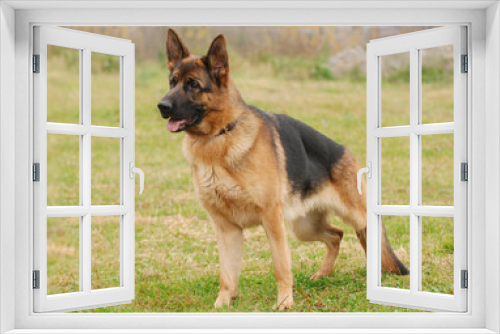 Fototapeta Naklejka Na Ścianę Okno 3D - Germa Shephard dog