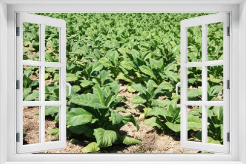 Fototapeta Naklejka Na Ścianę Okno 3D - tobacco leaves, tobacco farm, tobacco plant