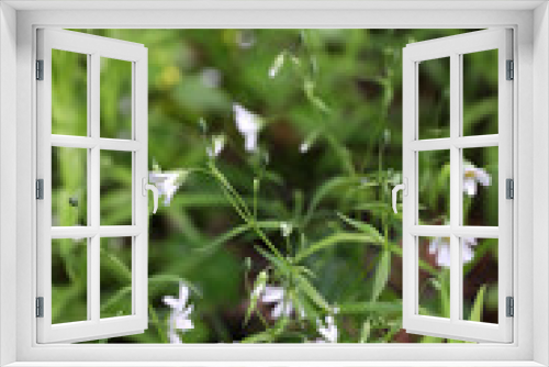 Fototapeta Naklejka Na Ścianę Okno 3D - Summer landscape, small white flowers, Russia