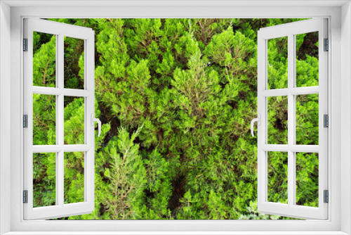 Fototapeta Naklejka Na Ścianę Okno 3D - green moss on the wall