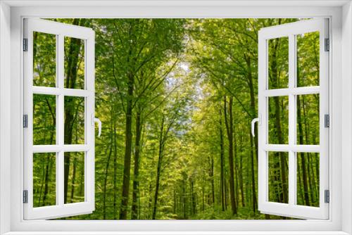 Fototapeta Naklejka Na Ścianę Okno 3D - Forest trees.