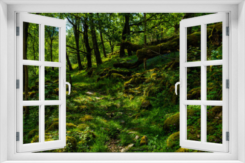 Fototapeta Naklejka Na Ścianę Okno 3D - forest scene in Wales