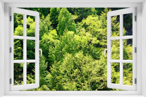 Fototapeta Naklejka Na Ścianę Okno 3D - green trees background