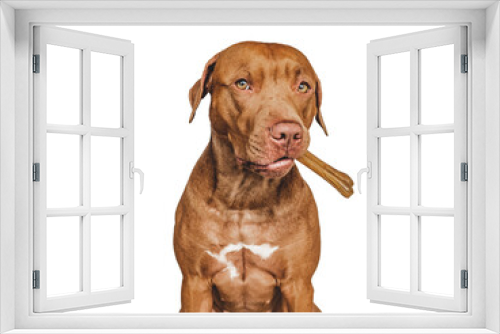 Fototapeta Naklejka Na Ścianę Okno 3D - Lovable, pretty brown puppy, holding a bone. Close-up, indoors. Day light. Concept of care, education, obedience training and raising pets