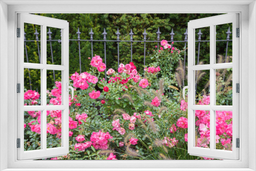 Fototapeta Naklejka Na Ścianę Okno 3D - blooming pink rose bushes in front of a iron fence and green hedge