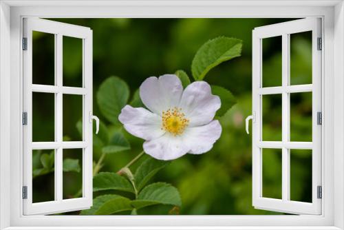 Fototapeta Naklejka Na Ścianę Okno 3D - a close-up with a white Rosa canina flower