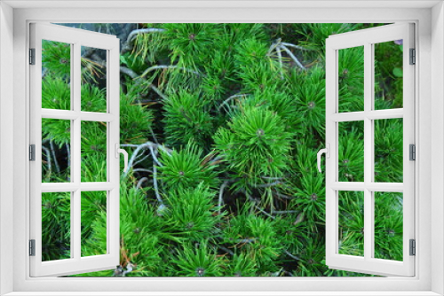 Fototapeta Naklejka Na Ścianę Okno 3D - pine tree texture