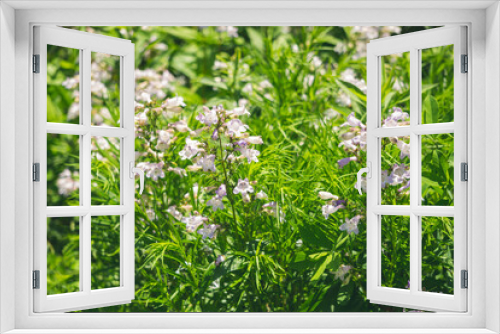 Fototapeta Naklejka Na Ścianę Okno 3D - flowers on grass