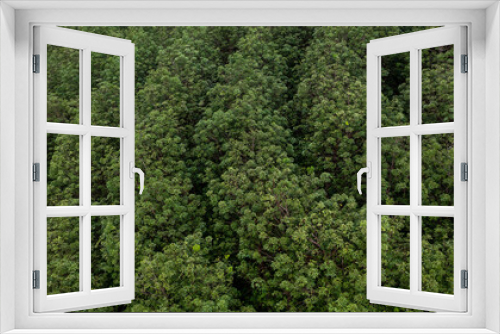 Fototapeta Naklejka Na Ścianę Okno 3D - Aerial view para rubber tree,rubber tree forest plantation, Top view of rubber latex tree and leaf plantation, Business rubber latex agriculture.