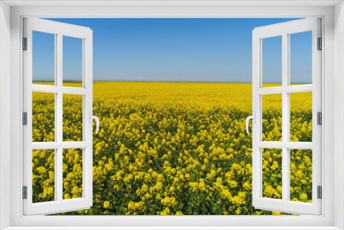 Fototapeta Naklejka Na Ścianę Okno 3D - Top view of yellow blooming field on sunny day. Shot. Picturesque beautiful view of yellow solar field on background blue sky. Summer beauty of blooming fields