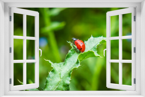 Fototapeta Naklejka Na Ścianę Okno 3D - ladybug on a green leaf