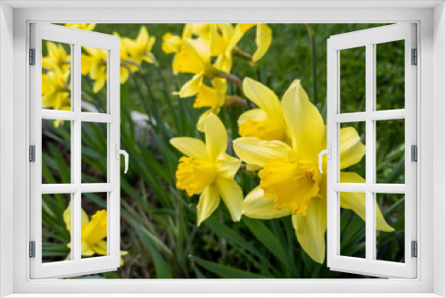 Fototapeta Naklejka Na Ścianę Okno 3D - Lots of yellow daffodil flowers in the garden. Spring flowers.