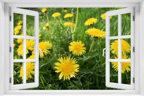 Fototapeta Naklejka Na Ścianę Okno 3D - yellow dandelions on grass