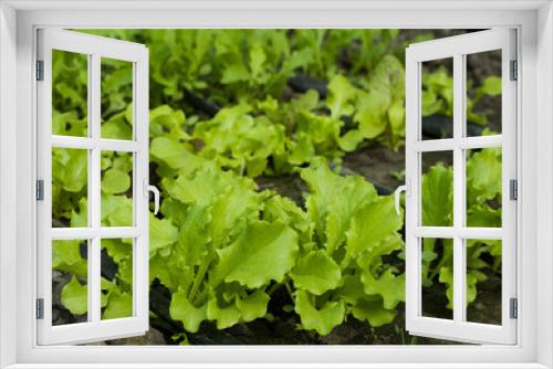 Fototapeta Naklejka Na Ścianę Okno 3D - Homemade organic salad in the garden, first harvest of lettuce. Vegetarianism.