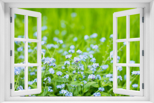 Fototapeta Naklejka Na Ścianę Okno 3D - flowers in the grass