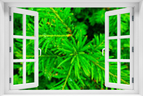 Fototapeta Naklejka Na Ścianę Okno 3D - View from above on a young green spruce or pine bush, background.