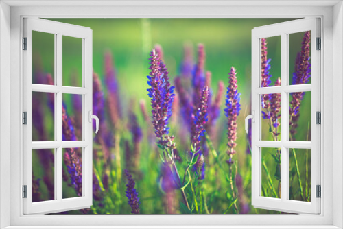 Fototapeta Naklejka Na Ścianę Okno 3D - Lavender at sunset, field of purple flowers in sunny day
