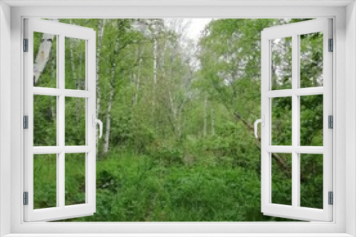 Fototapeta Naklejka Na Ścianę Okno 3D - bright green forest landscape with birch trees