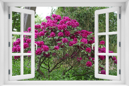 Fototapeta Naklejka Na Ścianę Okno 3D - Purple rhododendron bush in flower.