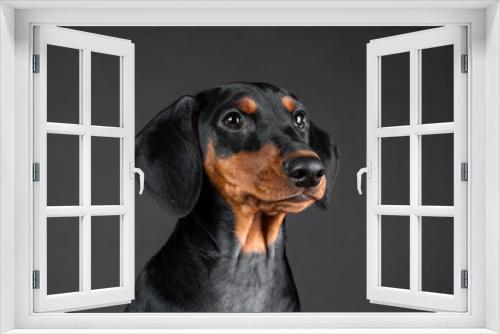 Fototapeta Naklejka Na Ścianę Okno 3D - Closeup portrait of puppy of german pinscher on black background