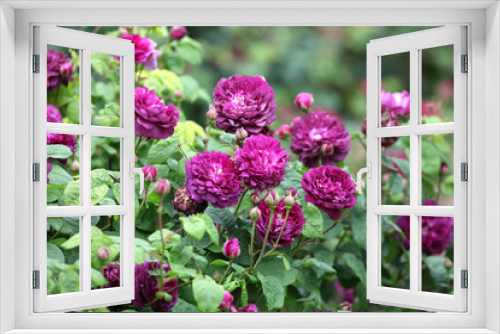 Fototapeta Naklejka Na Ścianę Okno 3D - Purple rosa 'Cardinal de Richelieu' in flower