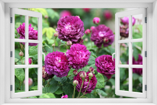 Fototapeta Naklejka Na Ścianę Okno 3D - Purple rosa 'Cardinal de Richelieu' in flower