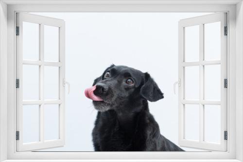 Fototapeta Naklejka Na Ścianę Okno 3D - retrato de cachorro preto com língua de fora