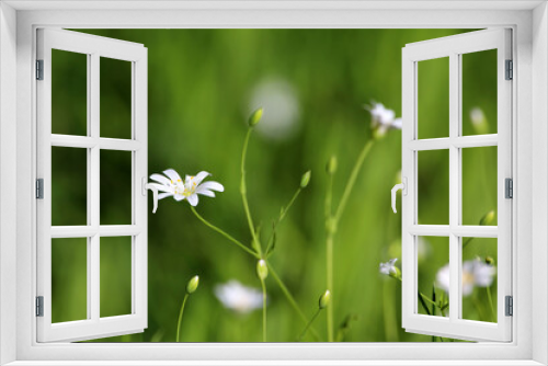 Fototapeta Naklejka Na Ścianę Okno 3D - Green meadow with grass and white flowers of Greater Stitchwort (Stellaria holostea). Summer floral background, beauty of nature