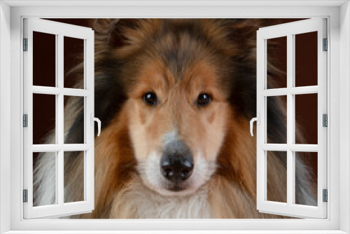 Fototapeta Naklejka Na Ścianę Okno 3D - Portrait of a rough Collie