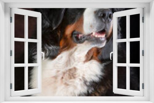 Fototapeta Naklejka Na Ścianę Okno 3D - portrait Bearnese mountain dog