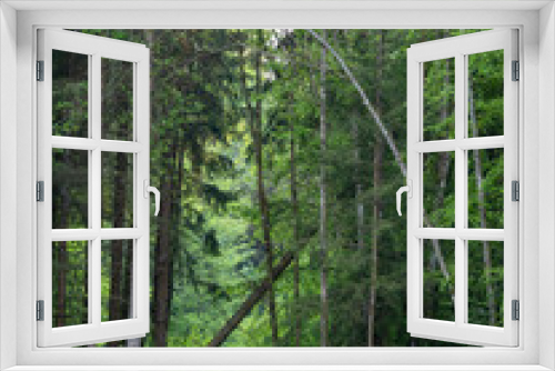 Fototapeta Naklejka Na Ścianę Okno 3D - Gefällte Bäume