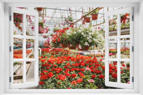 Fototapeta Naklejka Na Ścianę Okno 3D - Colorful Flowers In A Garden Center