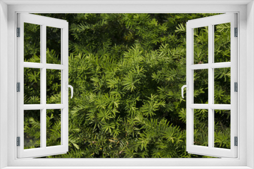 Fototapeta Naklejka Na Ścianę Okno 3D - Taxus baccata close up. Green branches of yew tree(Taxus baccata, English yew, European yew).