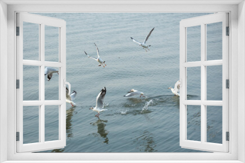 Fototapeta Naklejka Na Ścianę Okno 3D - Seagulls in the sea