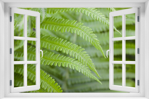 Fototapeta Naklejka Na Ścianę Okno 3D - Go green. Green fern tree growing in summer. Fern with green leaves on natural background. Green is the color of spring and hope. Texture backdrop. Wild nature jungles forest.
