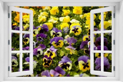 Fototapeta Naklejka Na Ścianę Okno 3D - kwiaciarnia bratek