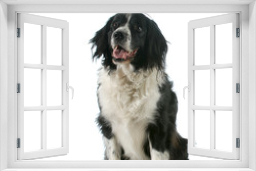 Fototapeta Naklejka Na Ścianę Okno 3D - happy dog